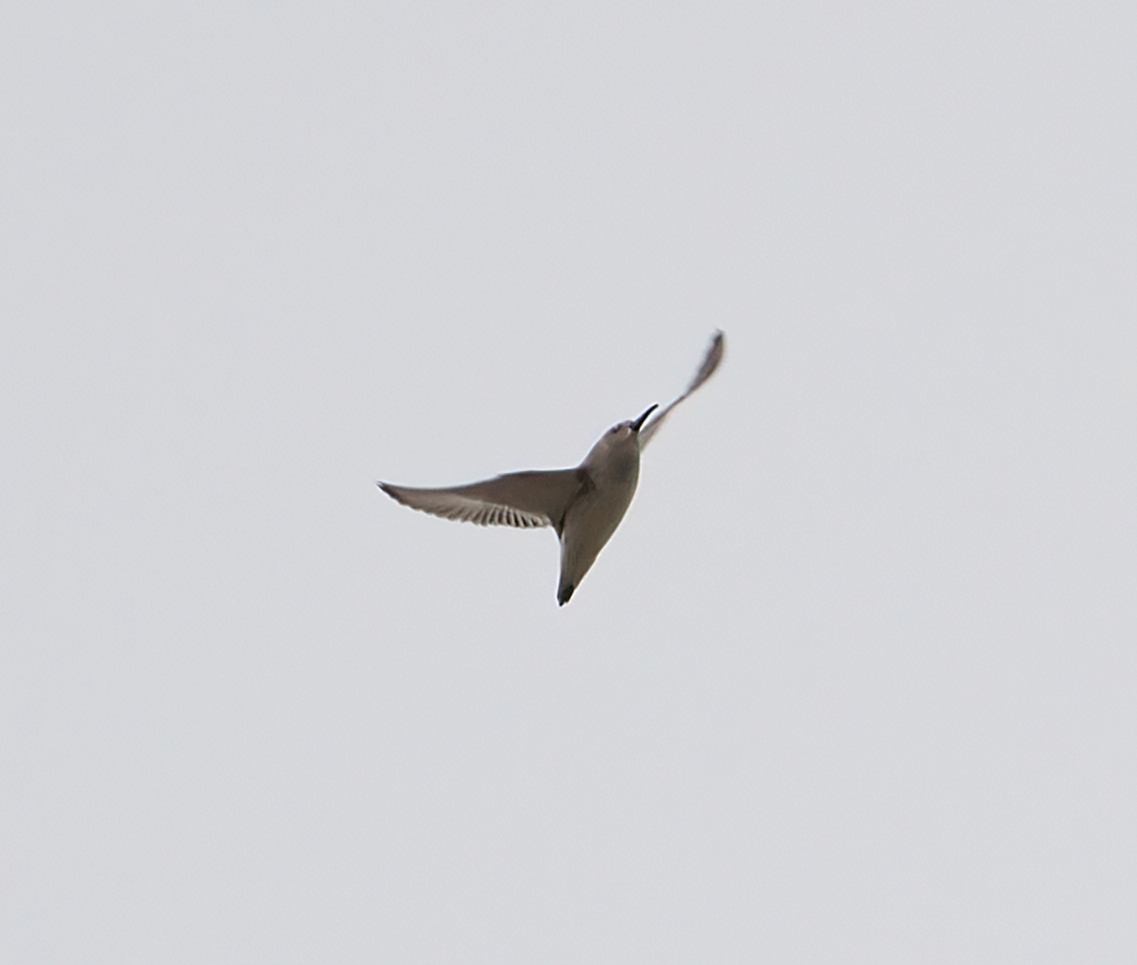 Dunlin - ML625482337