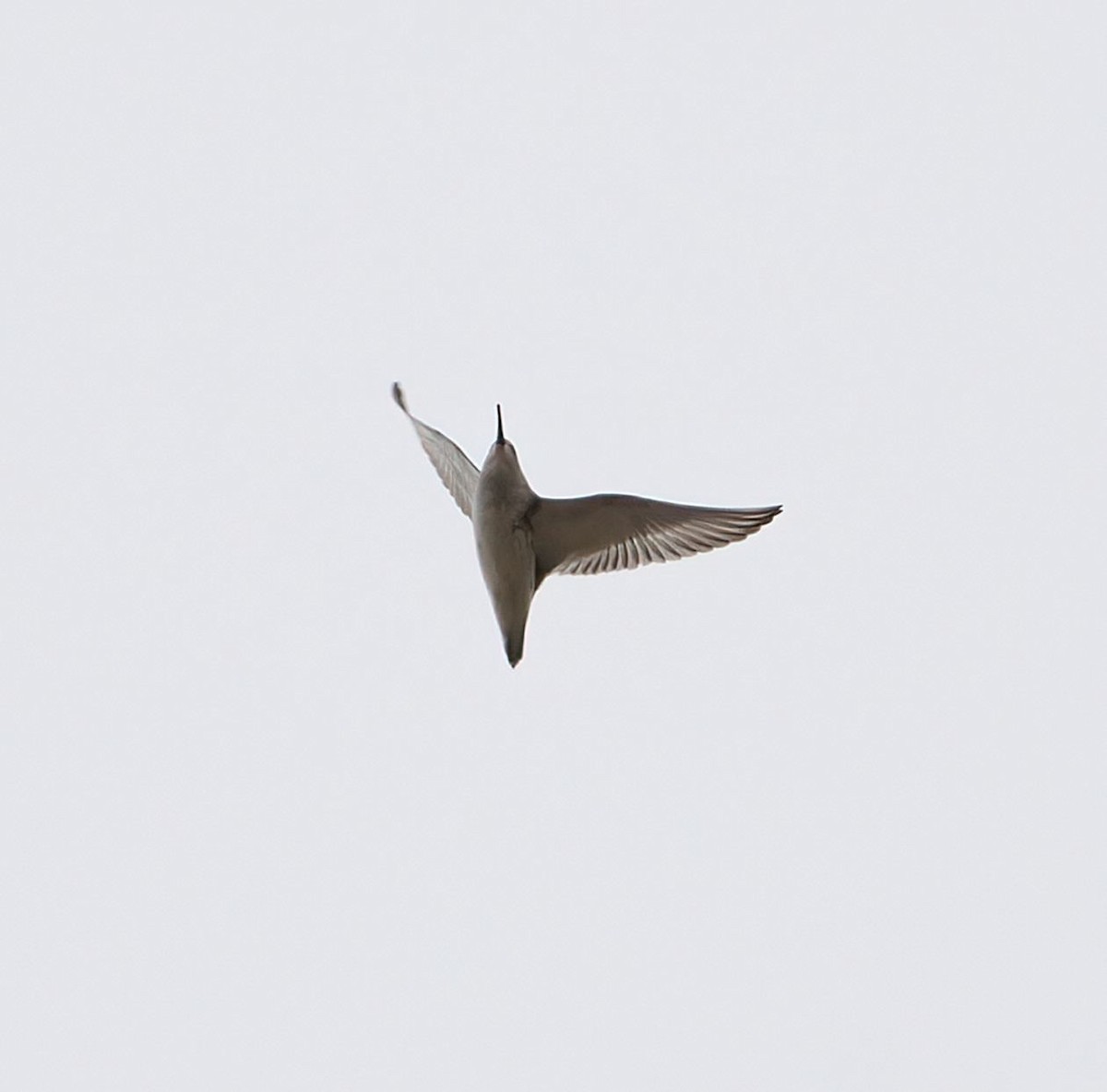 Dunlin - ML625482348