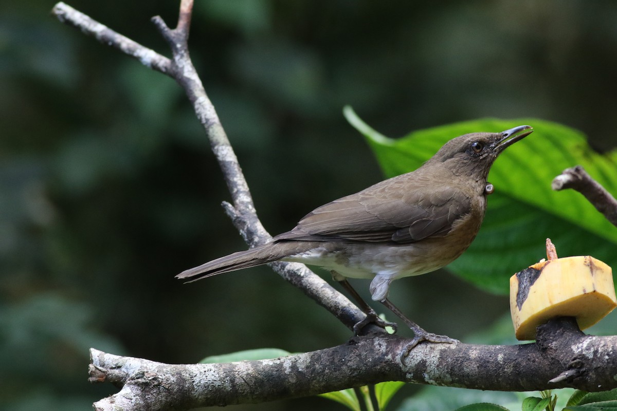 Black-billed Thrush - Bert Bruggeman