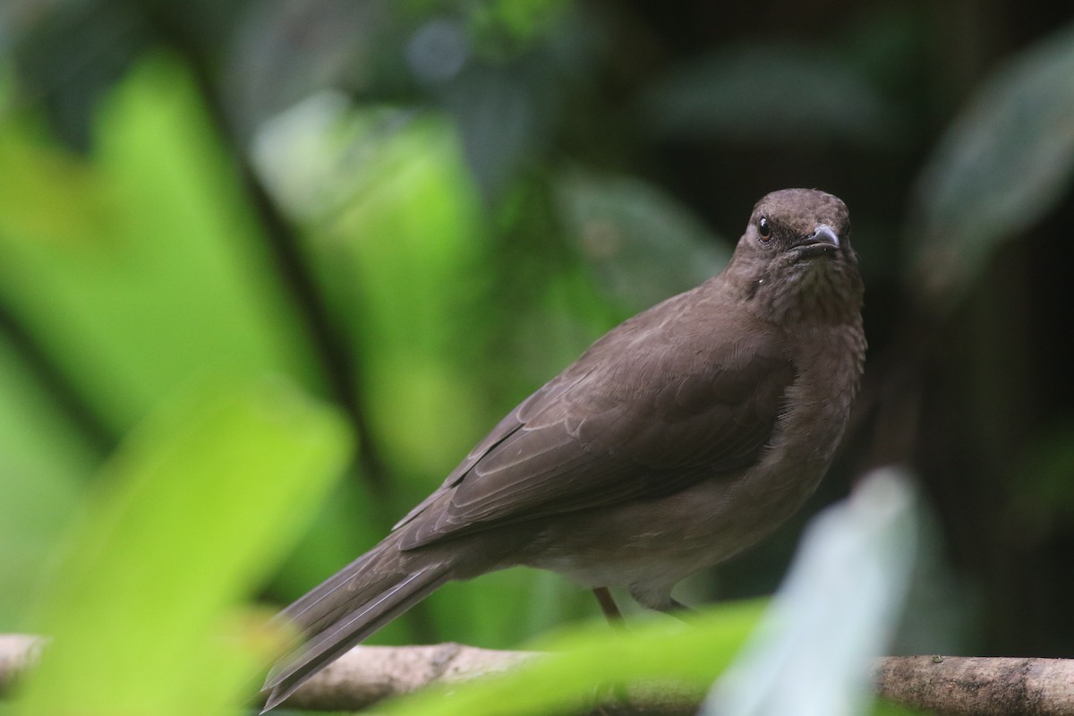 Black-billed Thrush - ML625482411