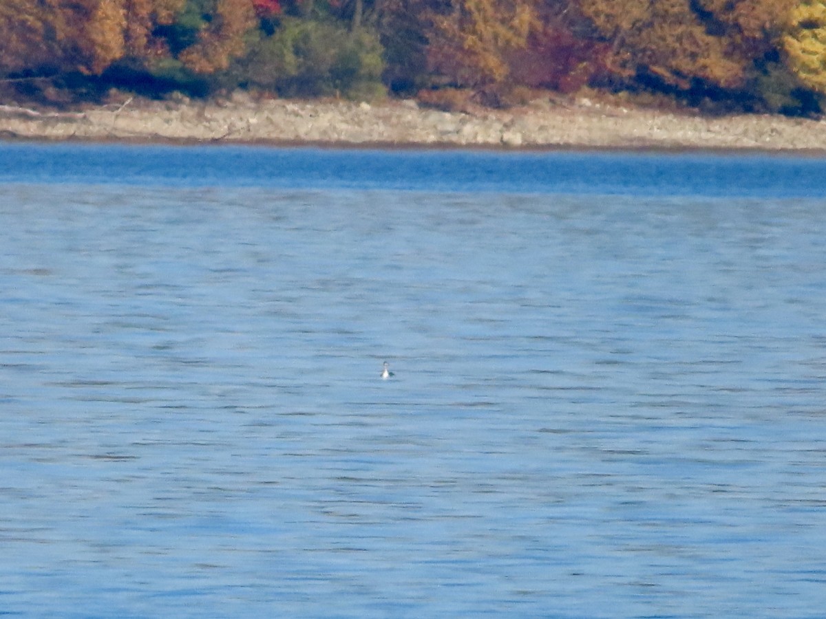 Horned Grebe - ML625482422