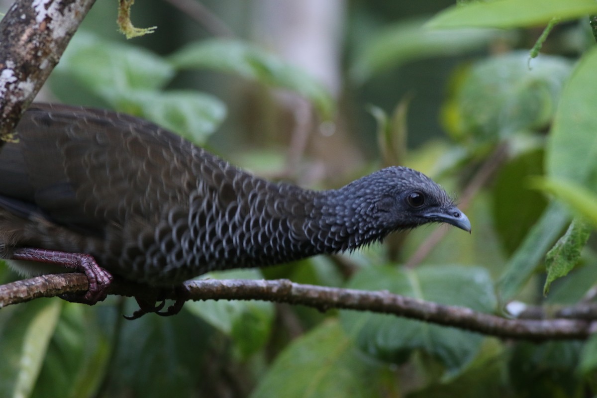 Colombian Chachalaca - ML625482440