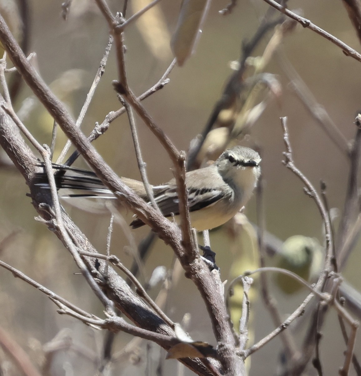 Bahia Wagtail-Tyrant - ML625482544