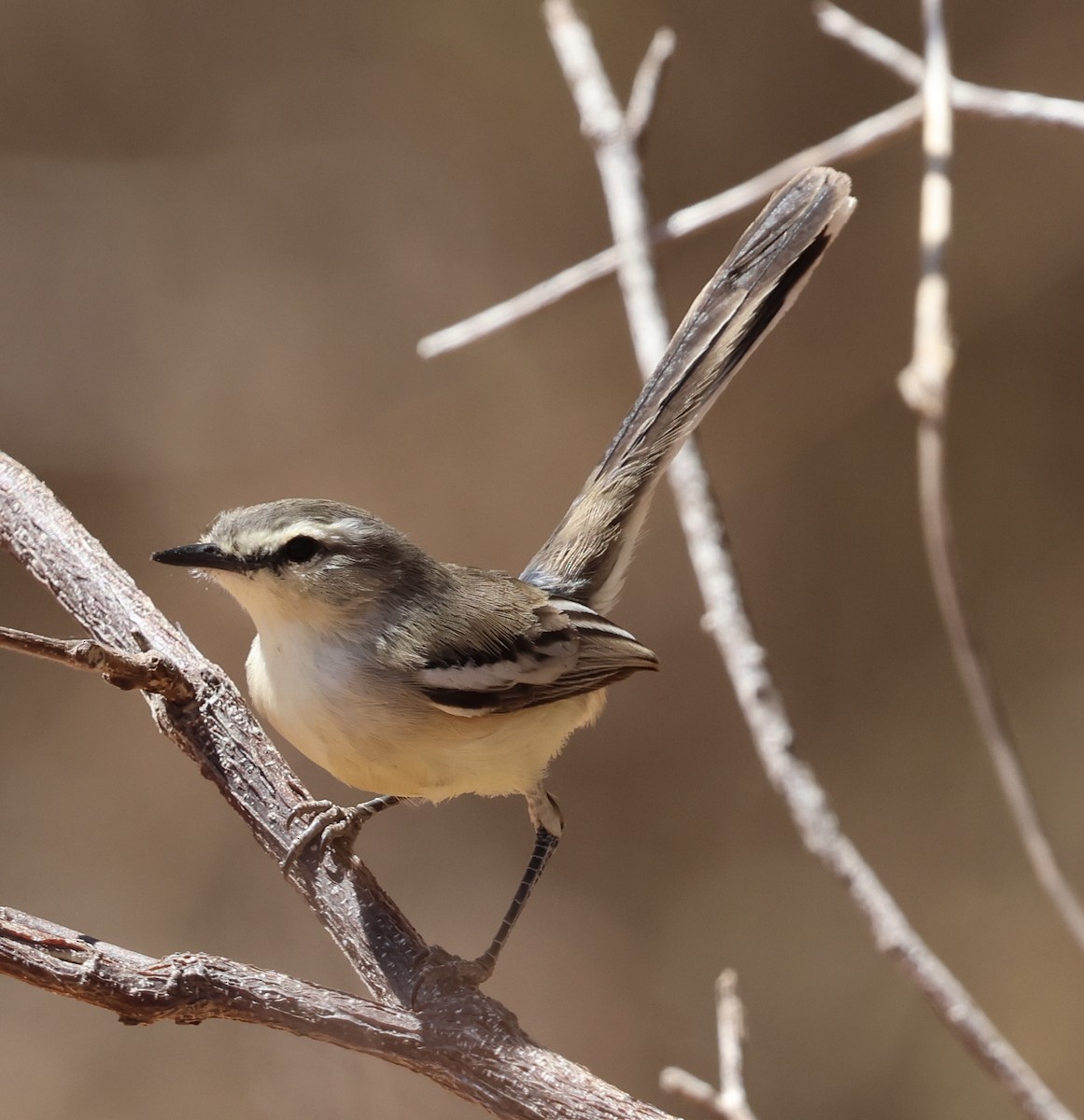 Bahia Wagtail-Tyrant - ML625482545