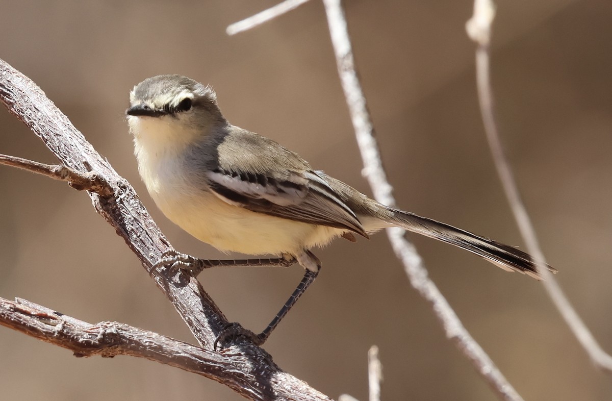 Bahia Wagtail-Tyrant - ML625482546