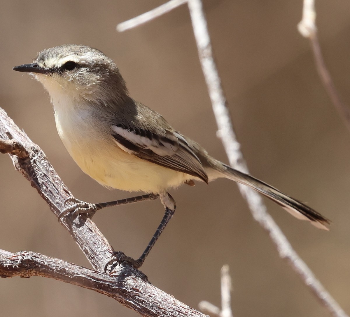 Bahia Wagtail-Tyrant - ML625482547