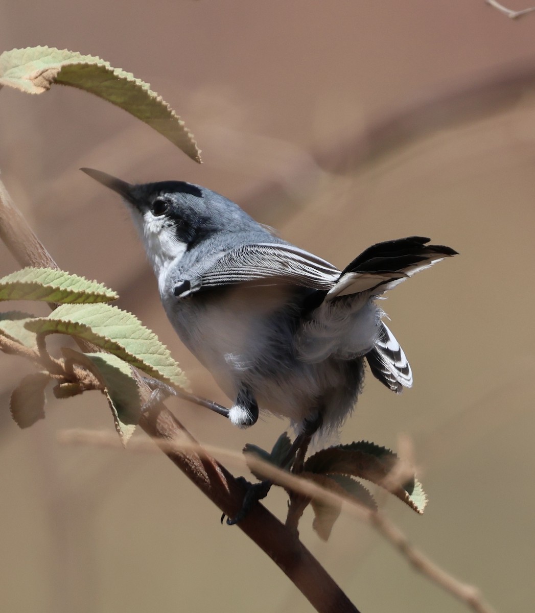 Tropical Gnatcatcher - ML625482610