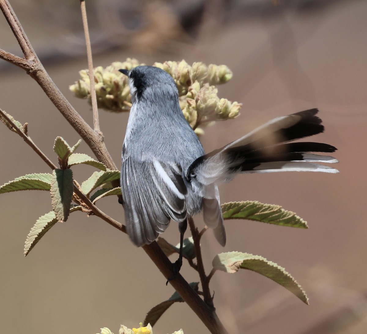 Tropical Gnatcatcher - ML625482611