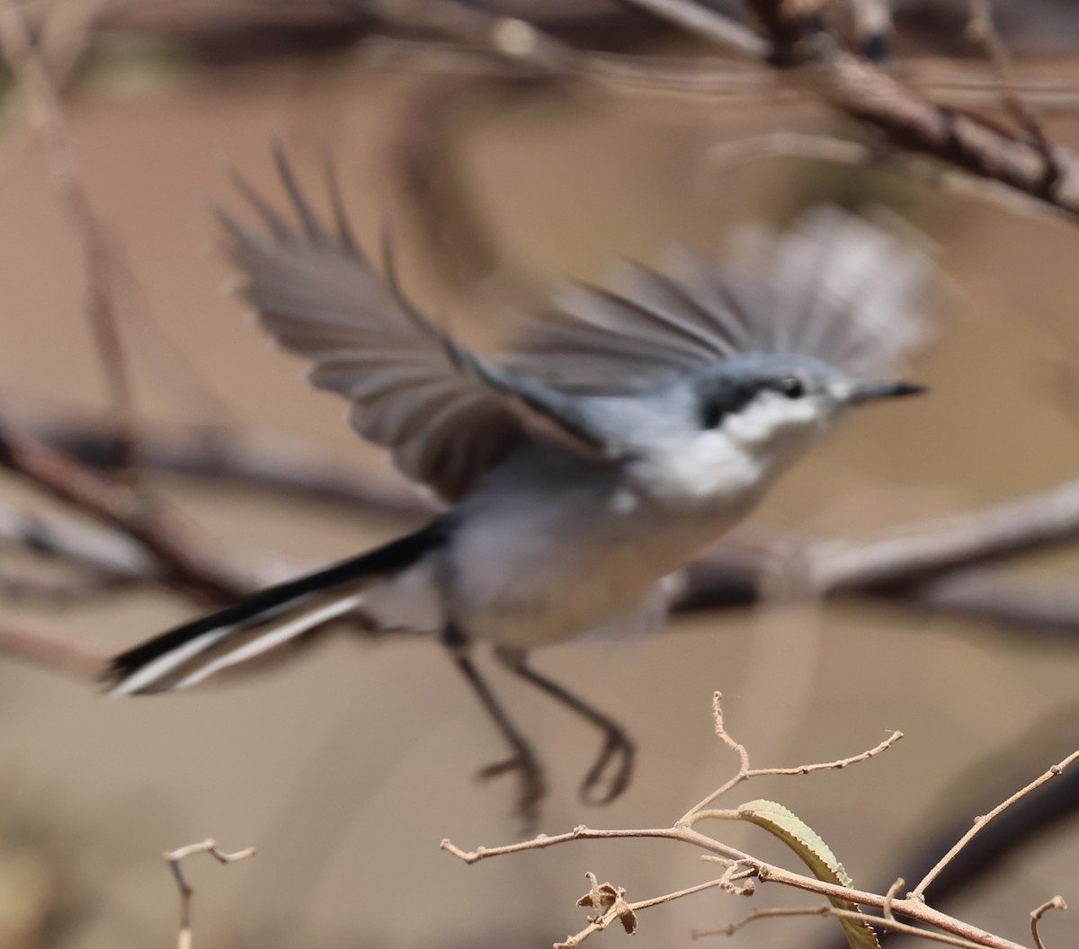 Tropical Gnatcatcher - ML625482613