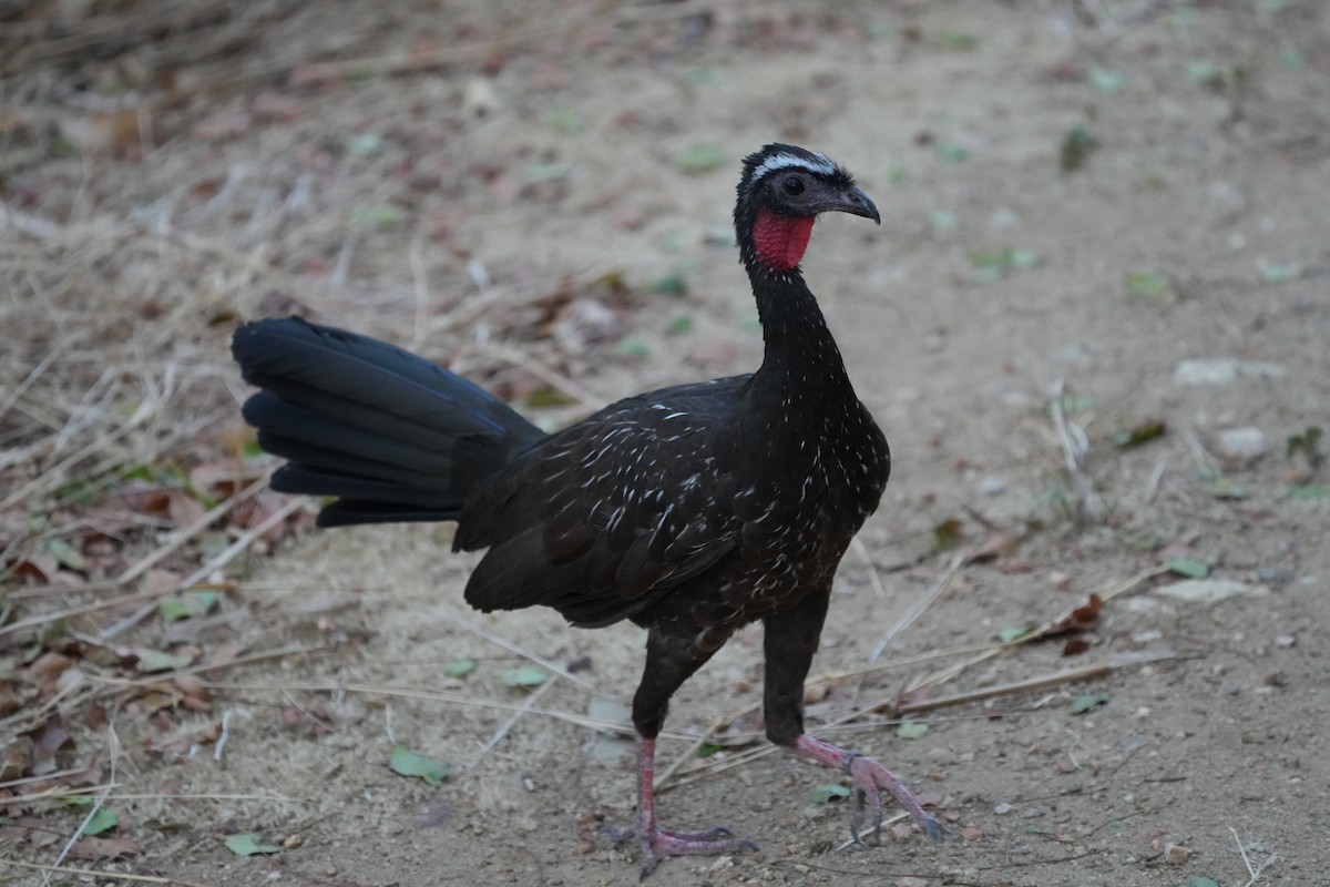White-browed Guan - ML625482614