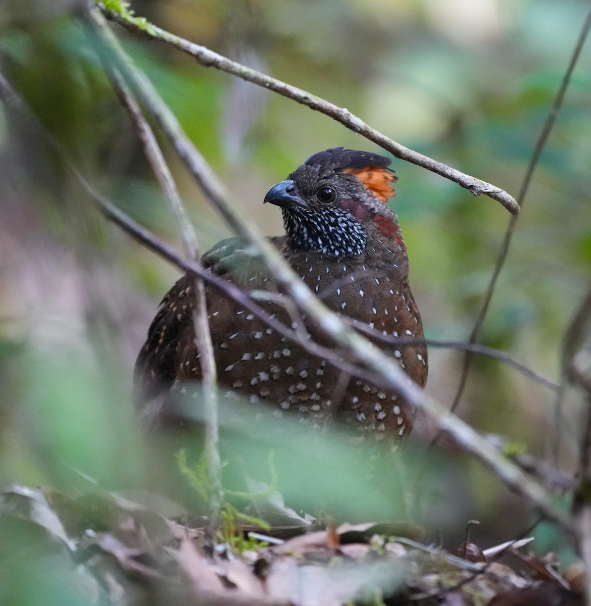 Spotted Wood-Quail - ML625482635