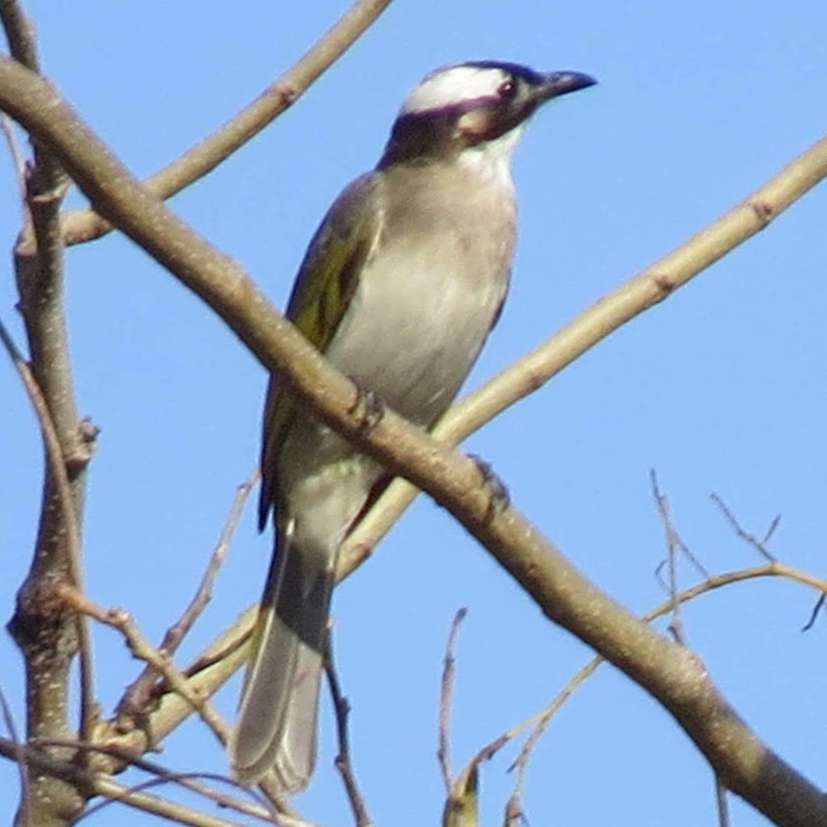 Light-vented Bulbul - ML625482919