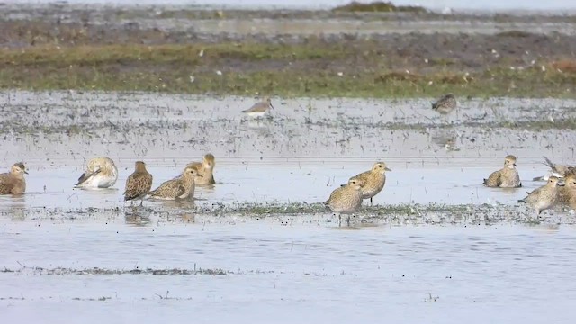 European Golden-Plover - ML625482950