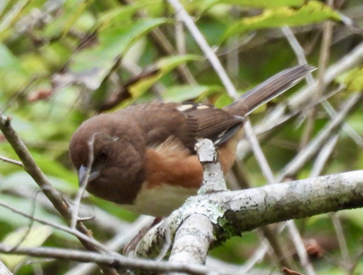 Eastern Towhee - ML625482964