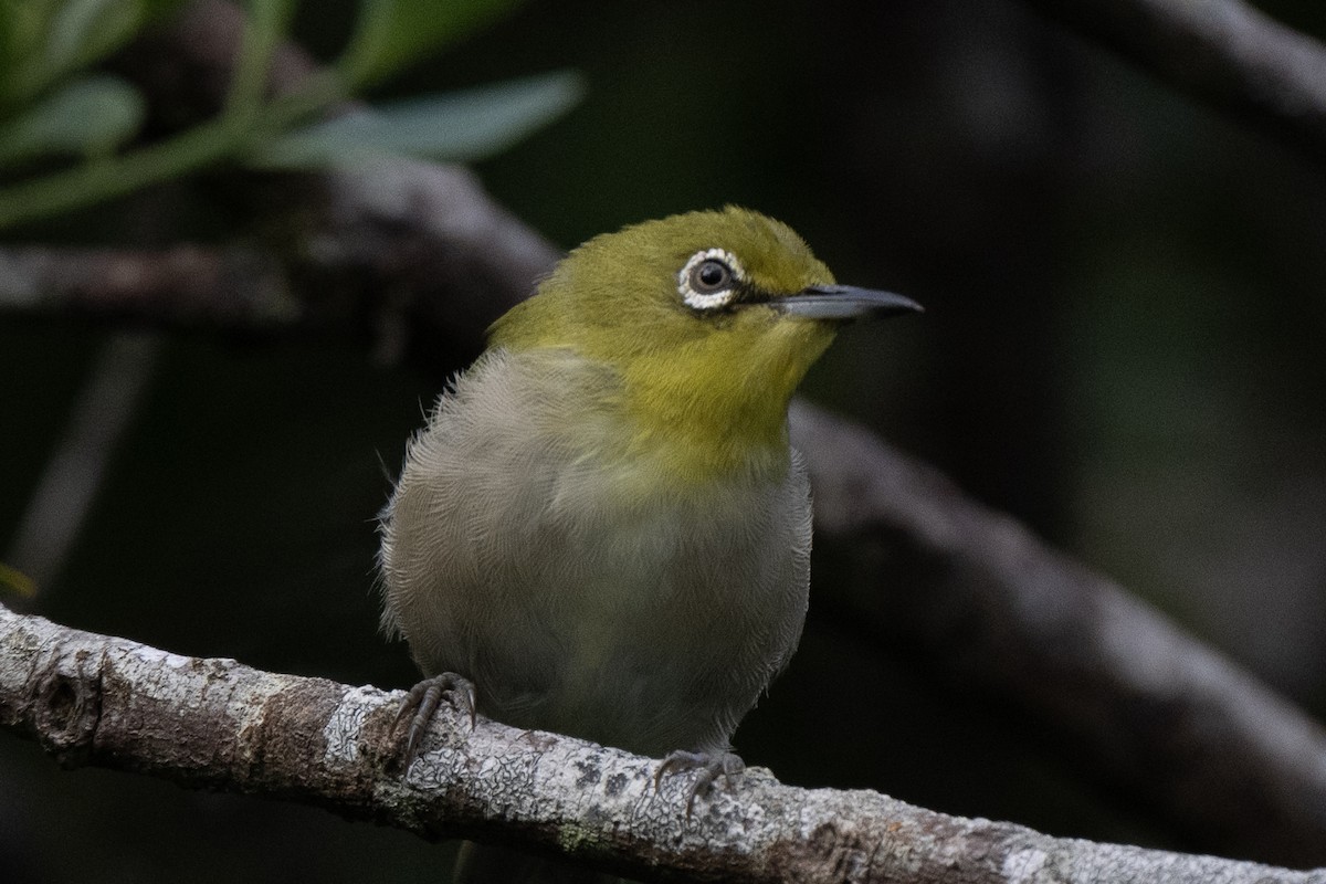 Warbling White-eye - Iwan Roberts