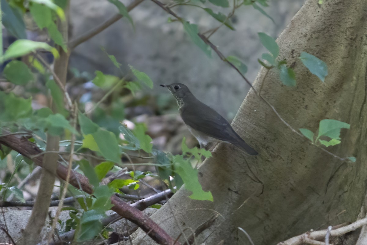 Gray-cheeked Thrush - Pedro Raúl Reyes Matos