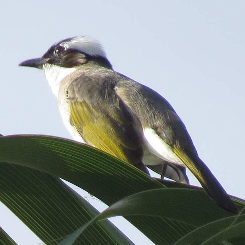 Light-vented Bulbul - ML625482981