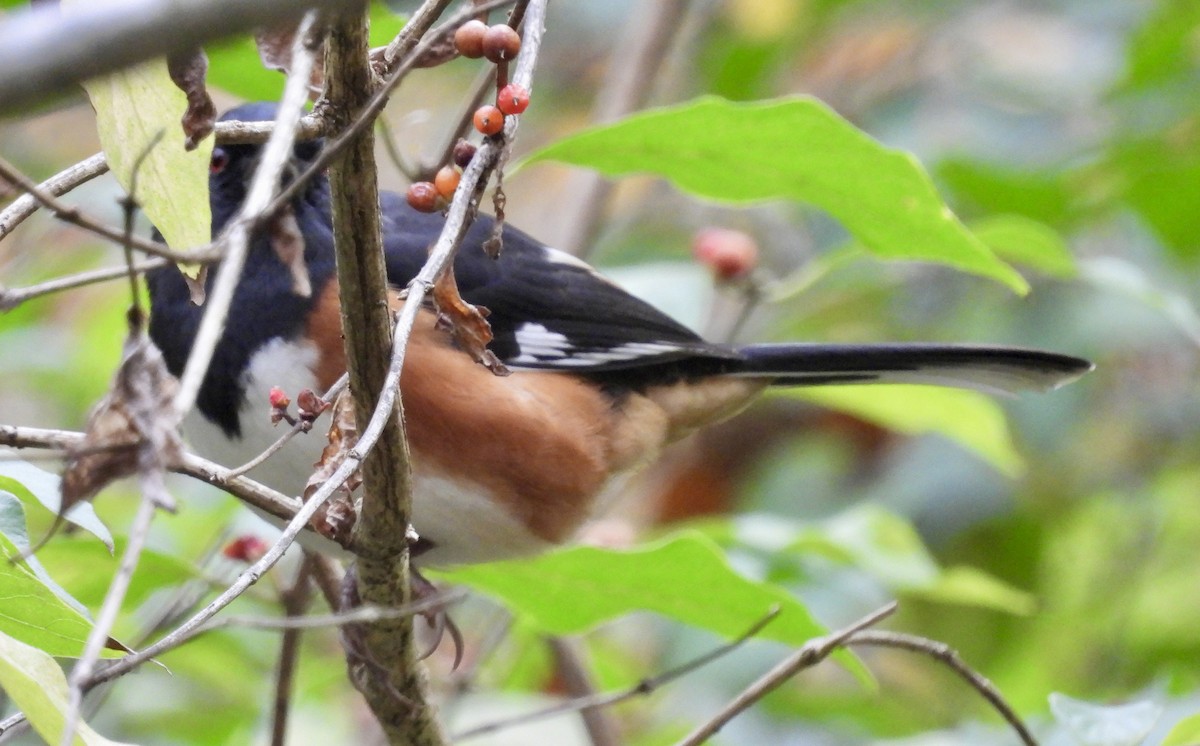 Eastern Towhee - ML625483018