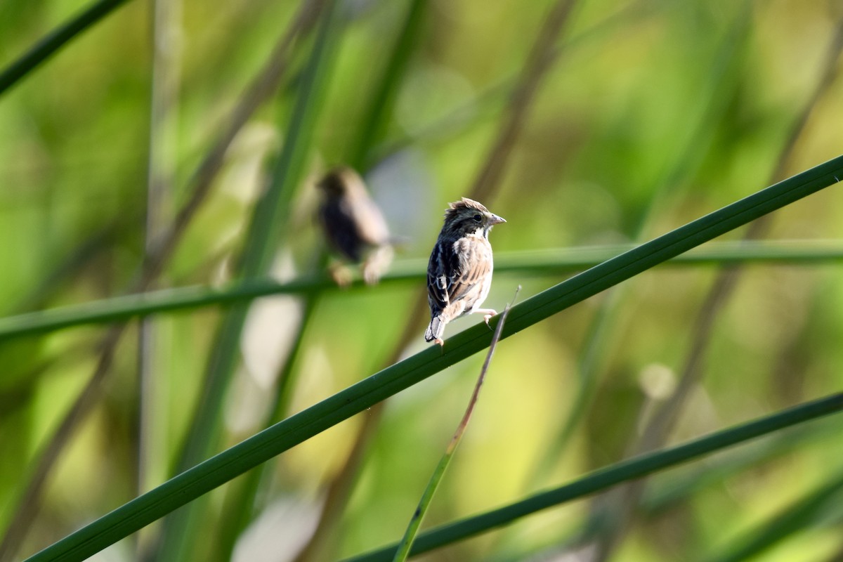 Swamp Sparrow - ML625483216