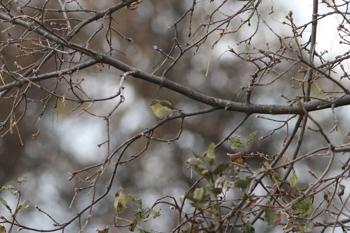 Tennessee Warbler - ML625483219