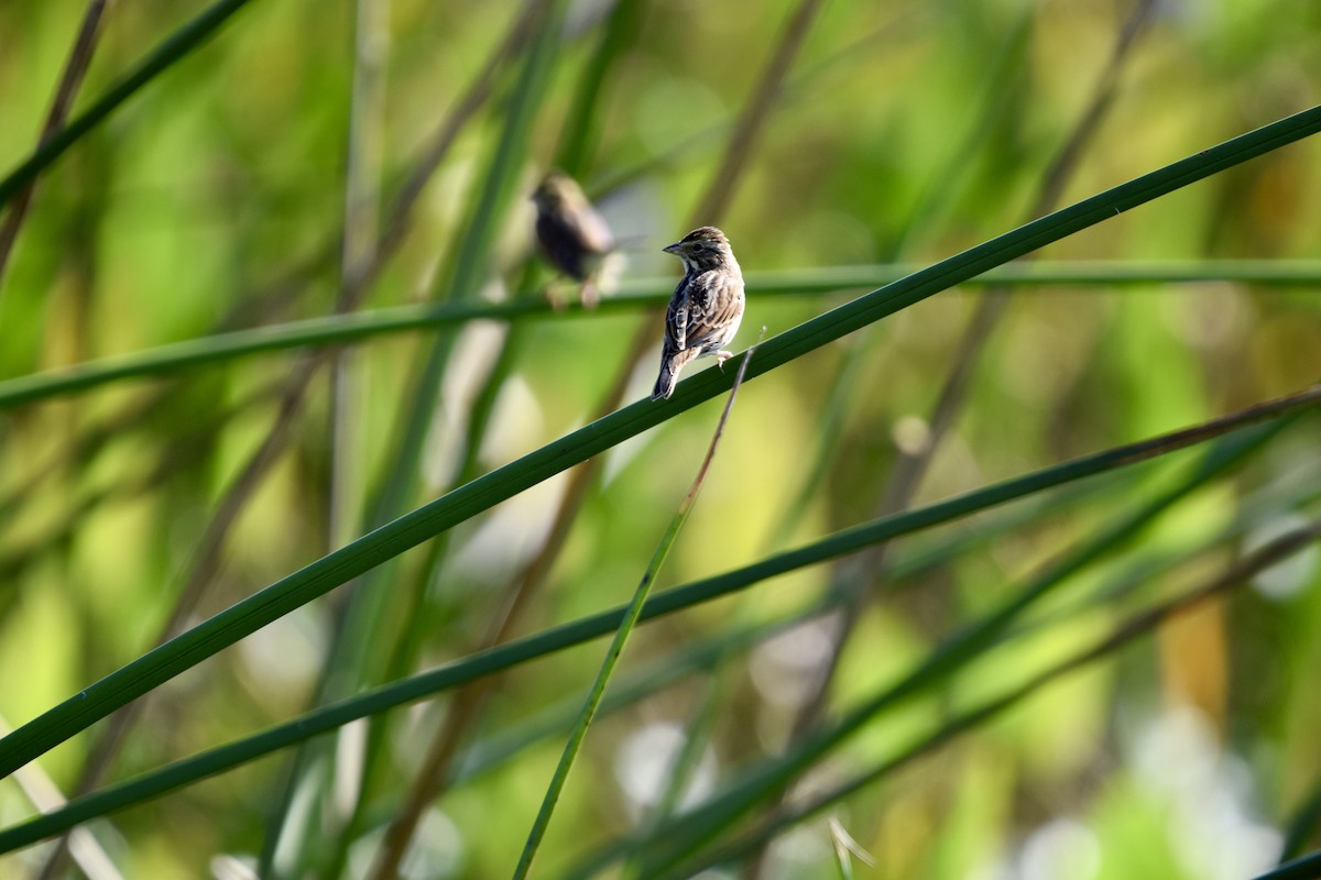 Swamp Sparrow - ML625483220