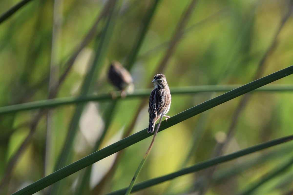 Swamp Sparrow - ML625483232