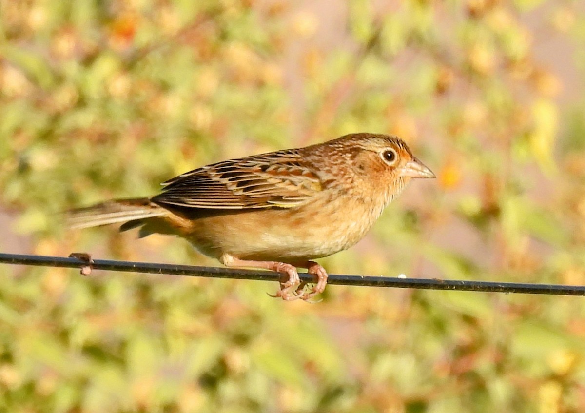 Grasshopper Sparrow - ML625483240