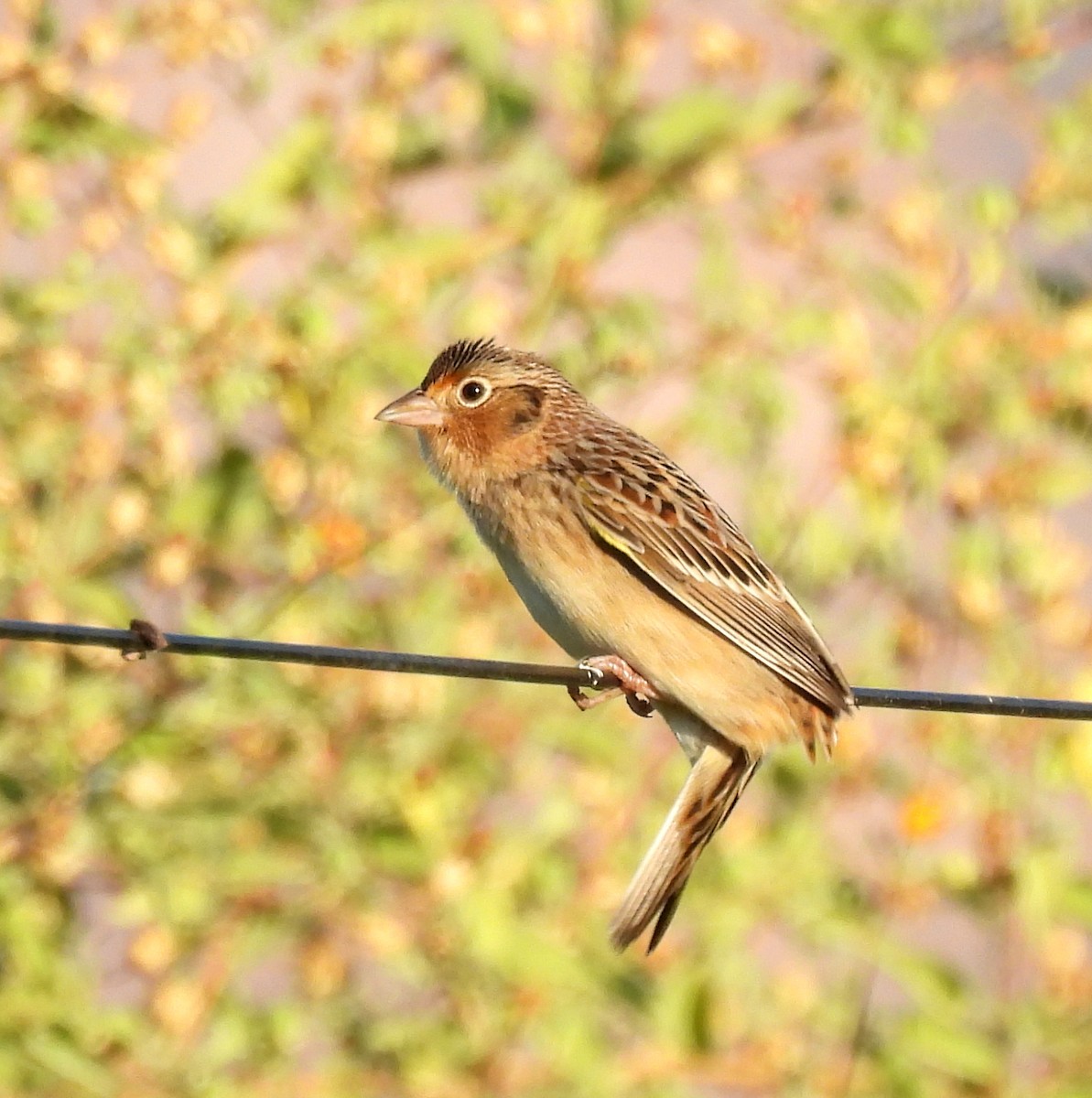 Grasshopper Sparrow - ML625483241