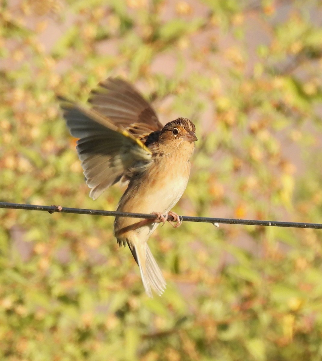 Grasshopper Sparrow - ML625483242