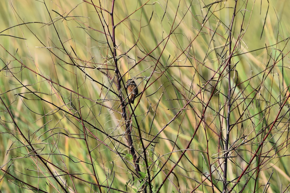 Swamp Sparrow - ML625483260