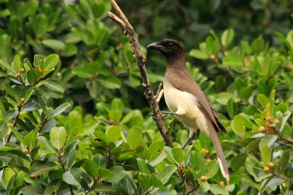 Brown Jay - ML625483360