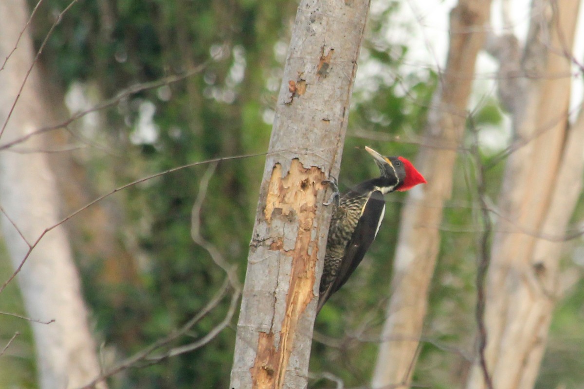 Lineated Woodpecker (Lineated) - ML625483364