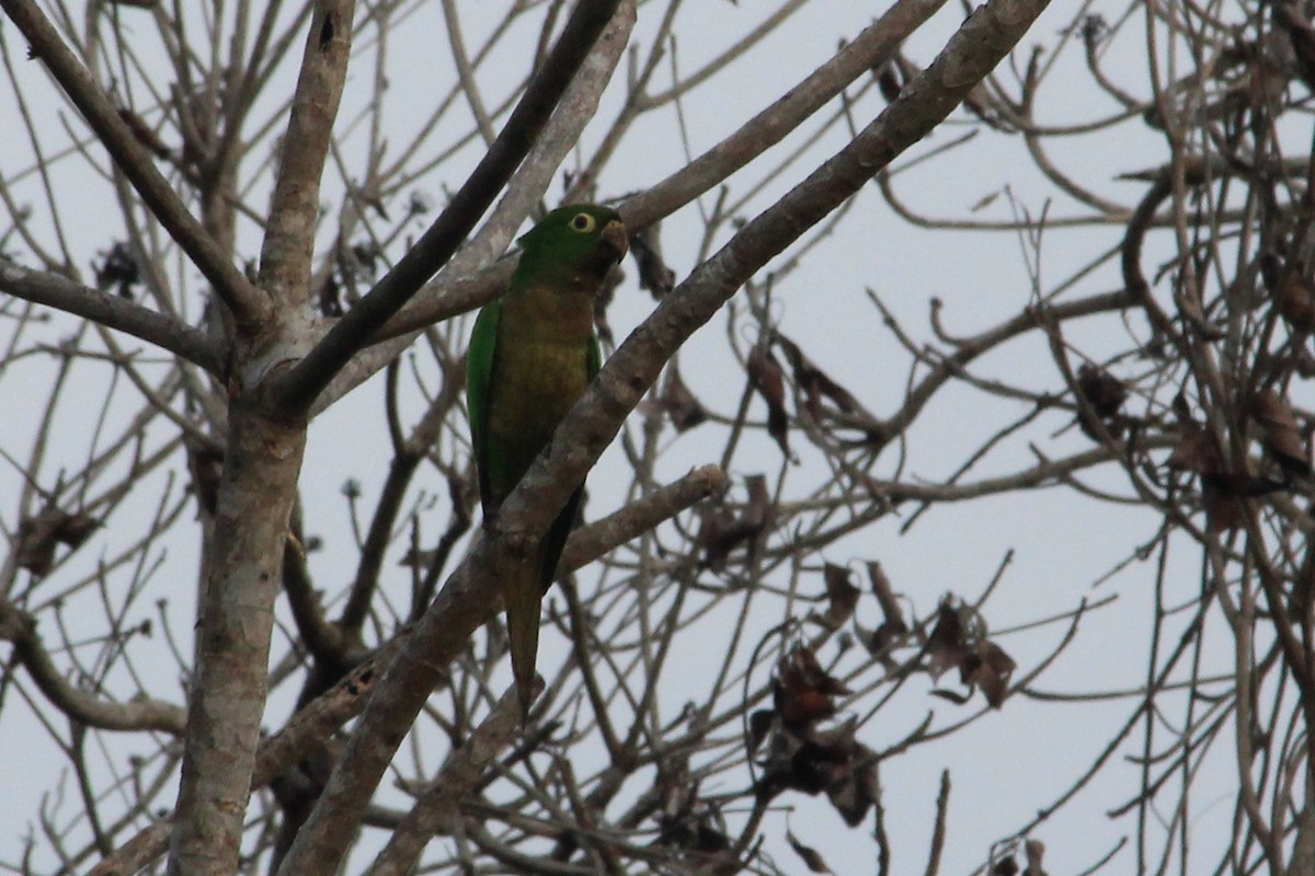 Olive-throated Parakeet (Aztec) - ML625483367