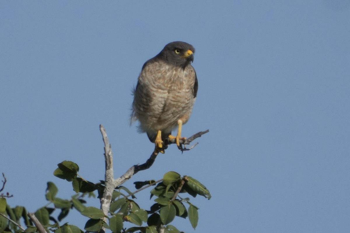 Roadside Hawk - ML625483389