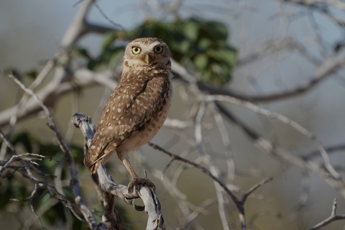 Burrowing Owl - ML625483396