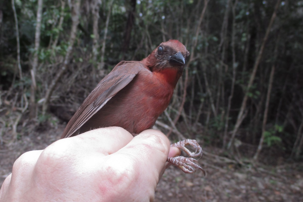 Red-throated Ant-Tanager (Salvin's) - ML625483444