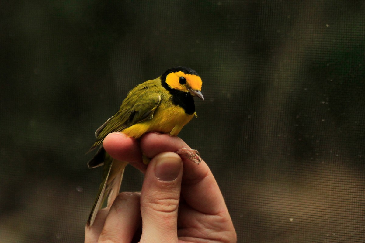 Hooded Warbler - ML625483451