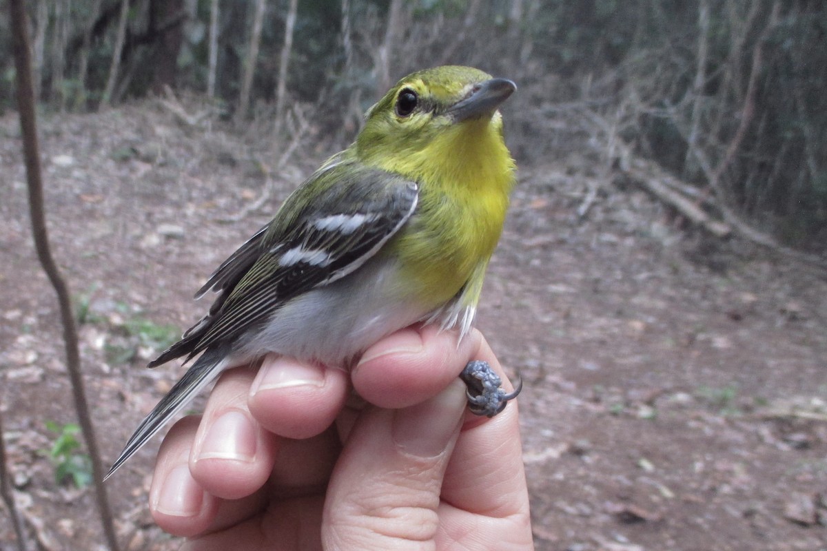 Yellow-throated Vireo - ML625483458