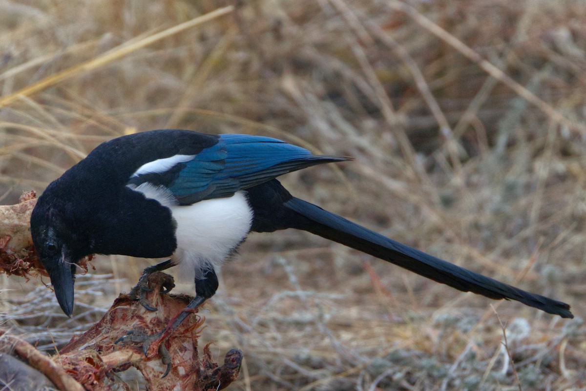 Black-billed Magpie - ML625483536