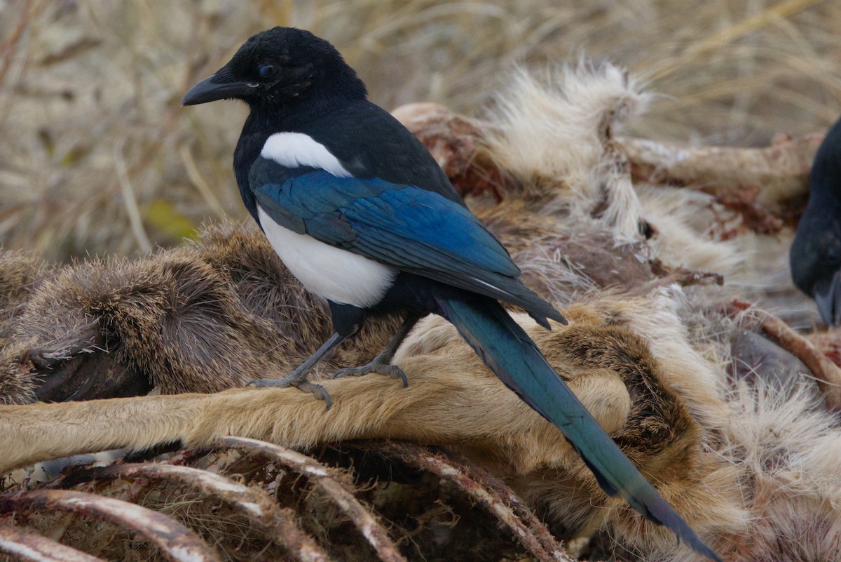 Black-billed Magpie - ML625483537