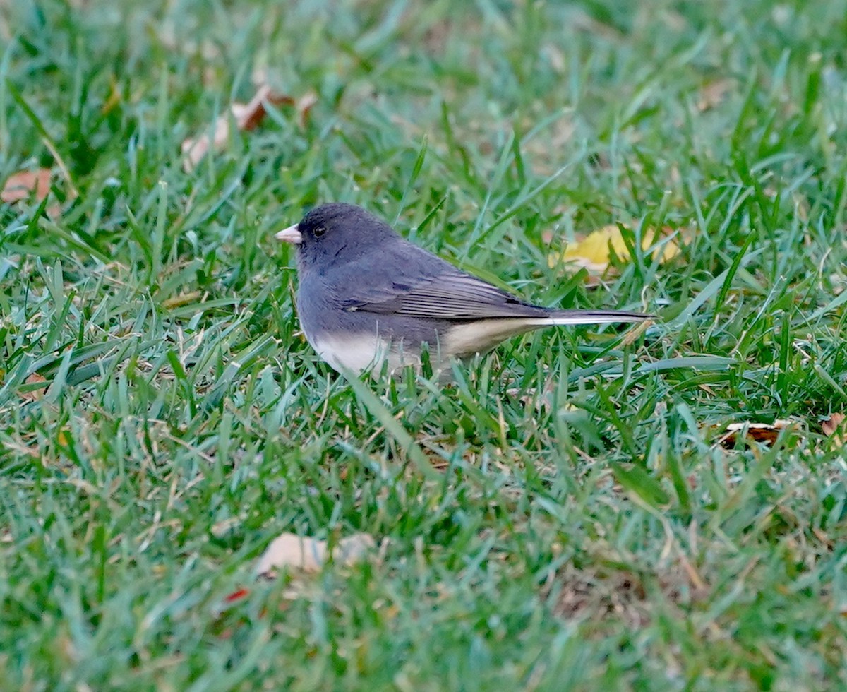Dark-eyed Junco - ML625483539