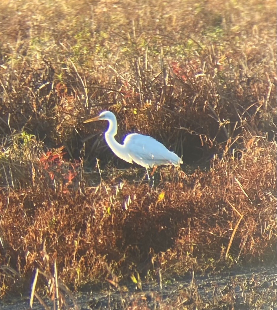 Great Egret - ML625483661