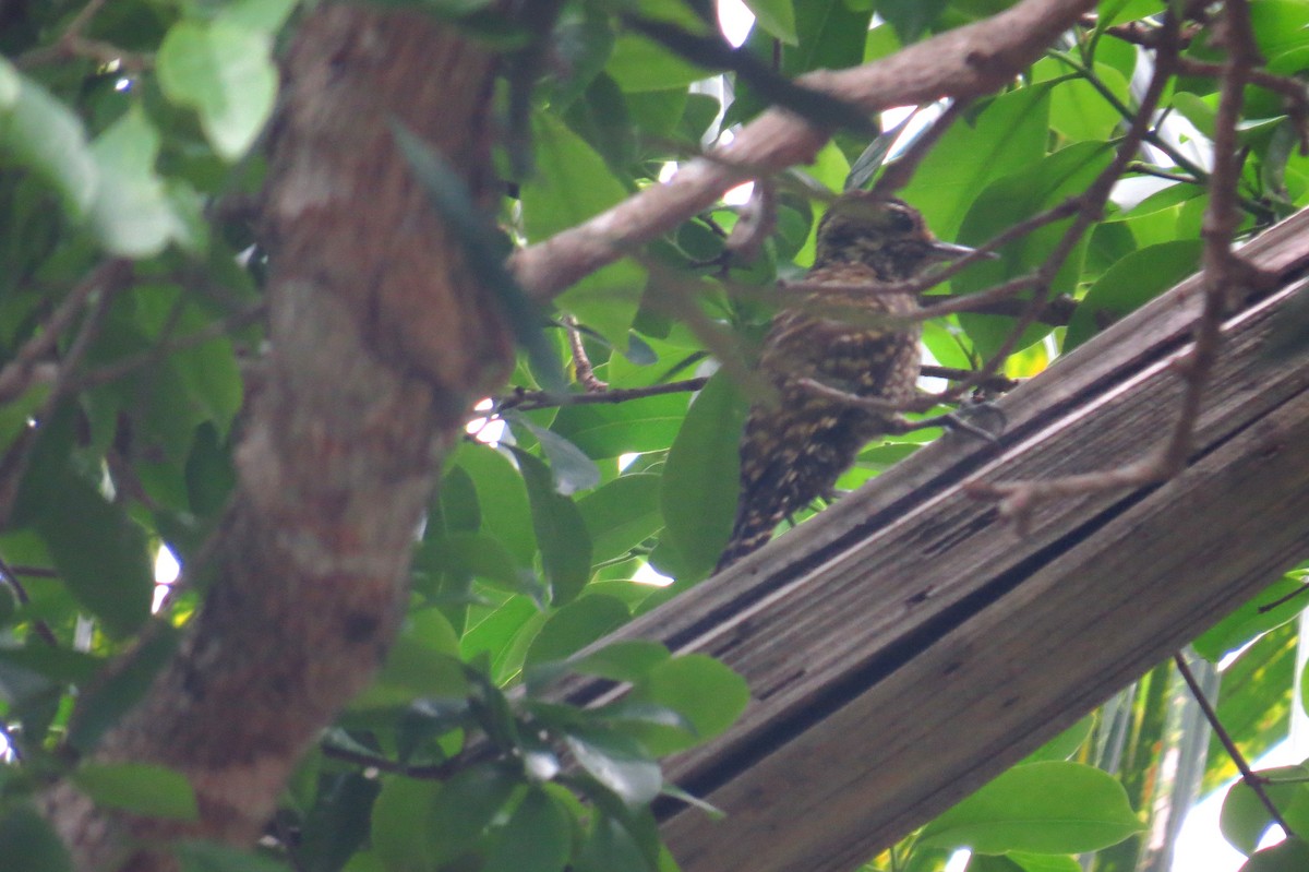 White-spotted Woodpecker - ML625483692