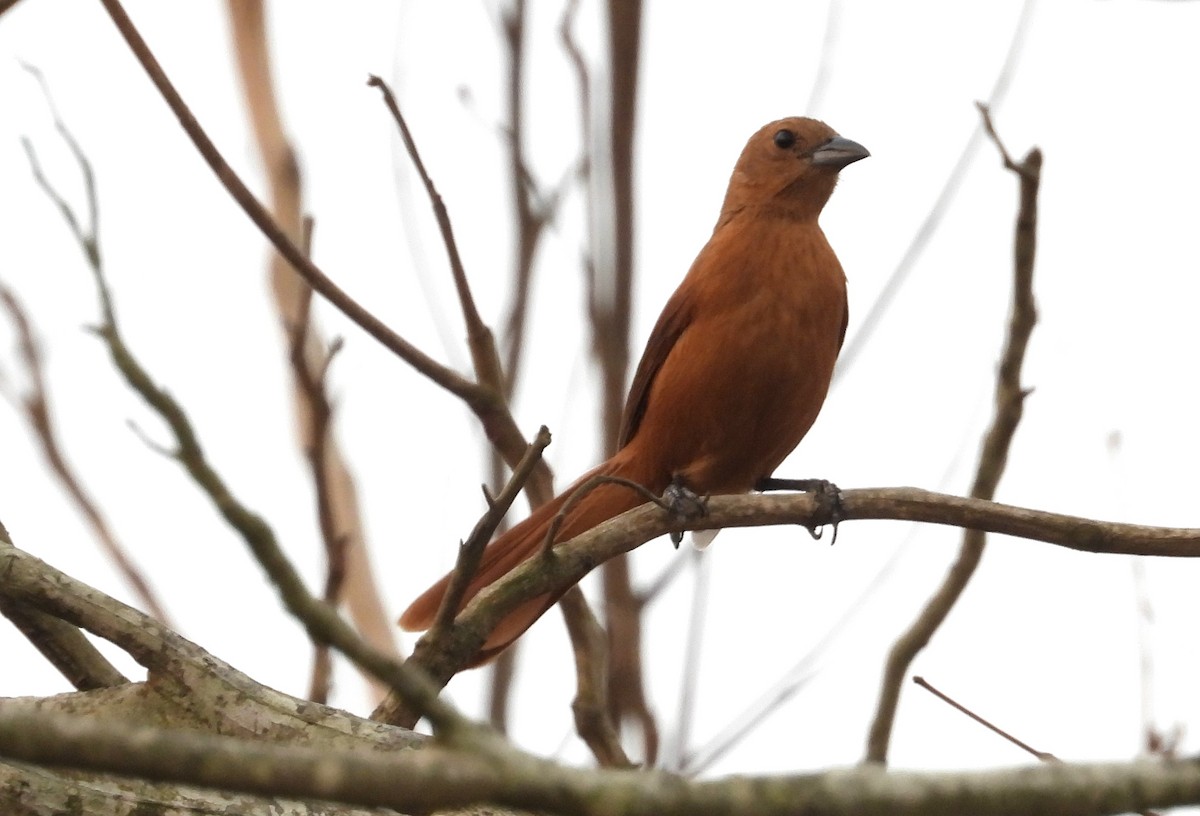 White-lined Tanager - ML625483828