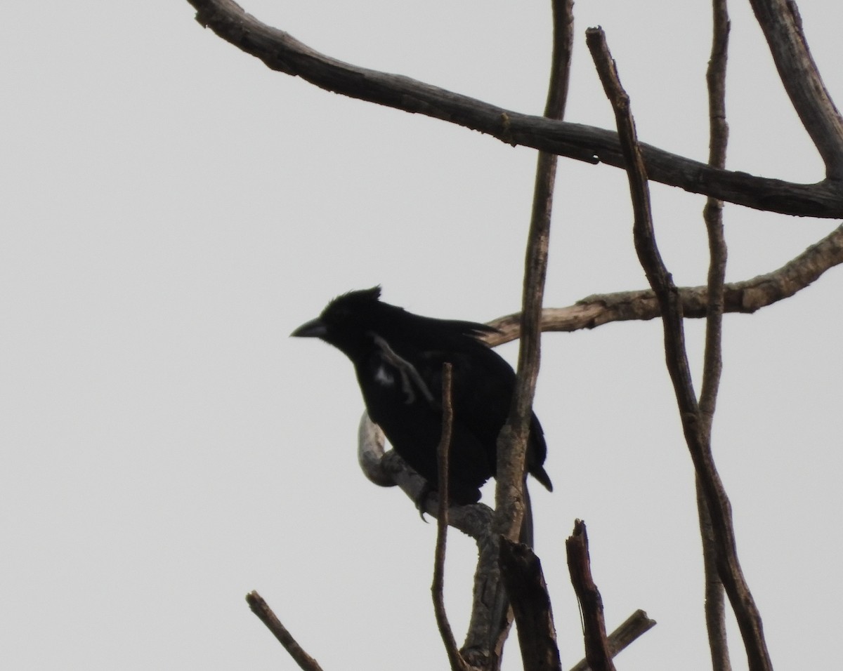 White-lined Tanager - ML625483829