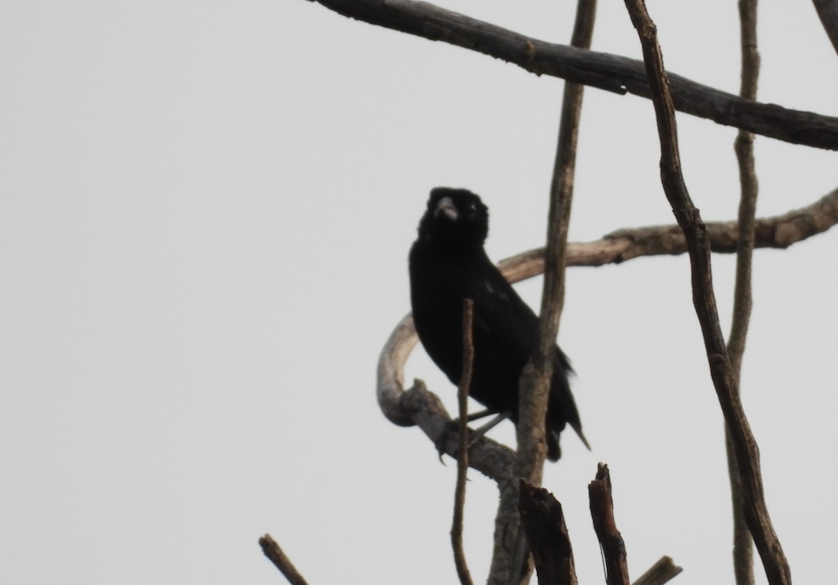 White-lined Tanager - ML625483830