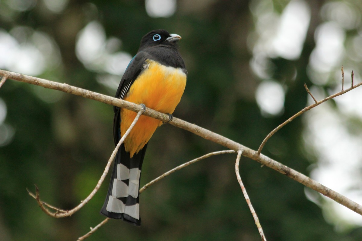 Black-headed Trogon - ML625483849