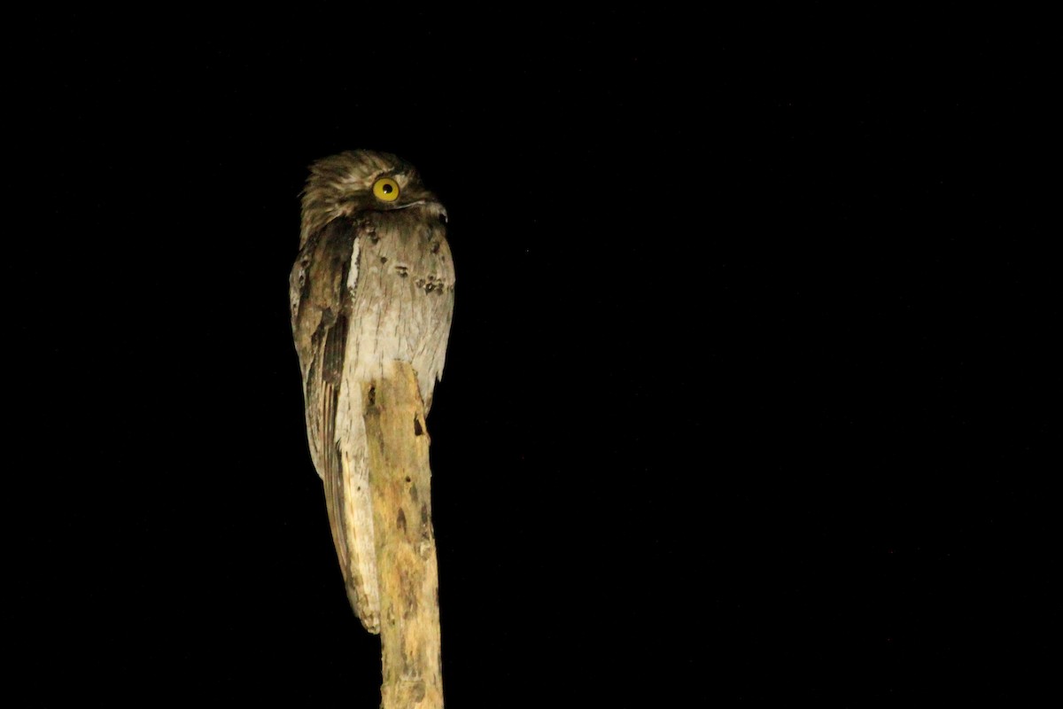 Northern Potoo (Middle American) - ML625483878
