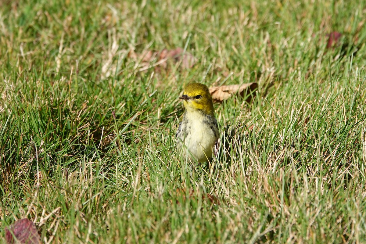 Grünmantel-Waldsänger - ML625483885