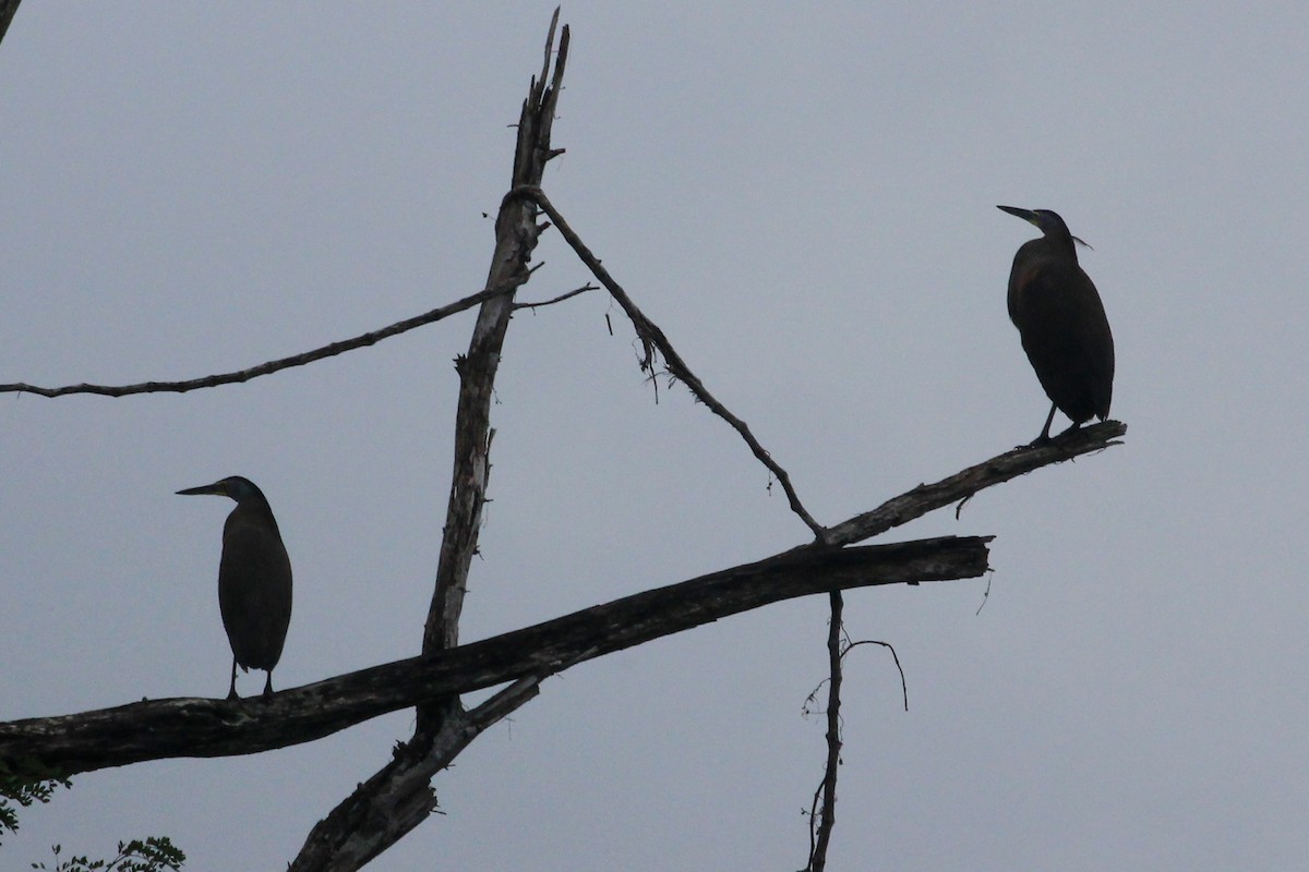 Bare-throated Tiger-Heron - ML625483902